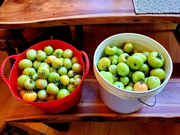 Green Tomato Chutney — Alaska Garden Adventures